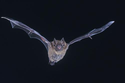 蝙蝠可以变成人吗视频,揭秘蝙蝠变人的奇幻传说