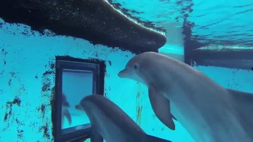 海豚变成人鱼视频大全集,海豚奇缘之变身记