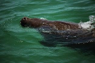 海豚变成人鱼视频大全集,海豚奇缘之变身记