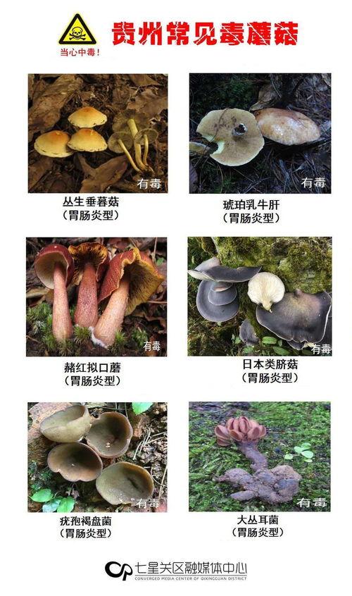 17c吃瓜蘑菇视频爆料,揭秘娱乐圈惊人内幕