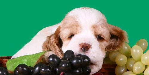 吃瓜和狗喂面包视频,温馨一幕引发网友热议