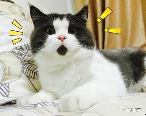 山村吃瓜的视频,一场别开生面的吃瓜盛宴