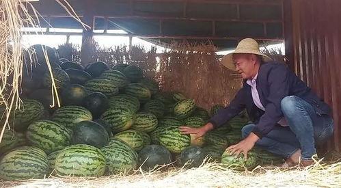 云南昆明吃瓜爆料视频,一场关于瓜子的风云际会