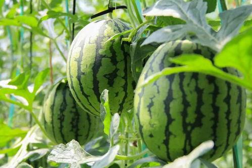 表嫂摘西瓜吃瓜视频大全