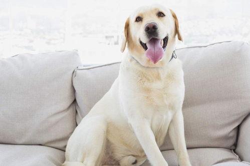 吃瓜狗拉布拉多抖音视频