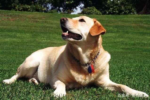 吃瓜狗拉布拉多抖音视频