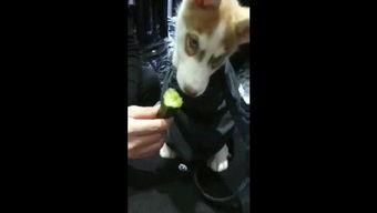 狗吃瓜的视频完整版,狗狗品尝瓜果的欢乐瞬间