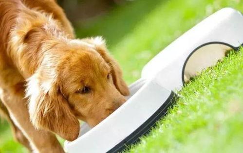 狗吃瓜的视频完整版,狗狗品尝瓜果的欢乐瞬间