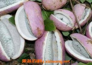 八月瓜如何摘皮吃视频,轻松摘皮尝鲜教程