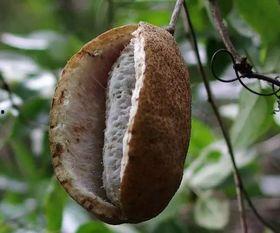 八月瓜如何摘皮吃视频,轻松摘皮尝鲜教程