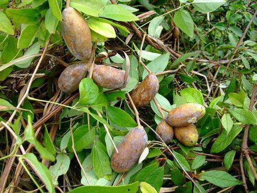 八月瓜如何摘皮吃视频,轻松摘皮尝鲜教程