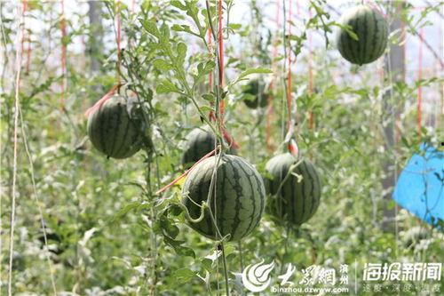 诸城事件吃瓜视频最新,吃瓜群众揭秘真相，视频曝光惊人内幕