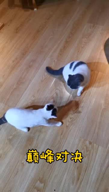 巅峰对决吃瓜群众视频