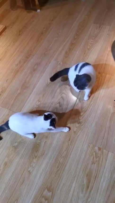 巅峰对决吃瓜群众视频