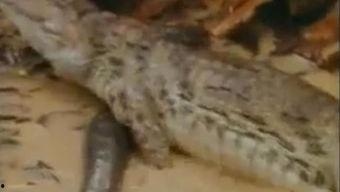 网上恶心吃瓜视频,一场道德沦丧的视觉盛宴